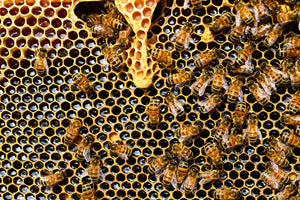 Influence de la qualité des cires d’abeilles