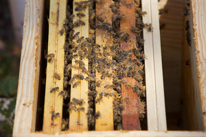 Essaim d'abeilles hybrides avec reine sélectionnée, année 2022, dadant