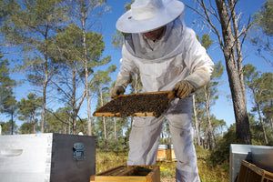 Essaim d'abeilles hybrides avec reine sélectionnée, année 2022, dadant